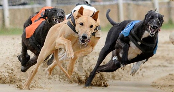 เกมแข่งหมาได้เงินจริง